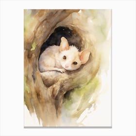 Light Watercolor Painting Of A Sleeping Possum 3 Canvas Print