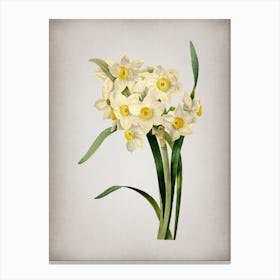 Vintage Bunch Flowered Daffodil Botanical on Parchment n.0606 Canvas Print