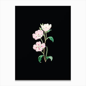 Vintage Pink Oenothera Flower Botanical Illustration on Solid Black n.0308 Canvas Print