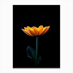 Single Yellow Flower On Black Background 6 Canvas Print