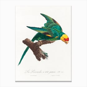 The Yellow Crowned Parakeet From Natural History Of Parrots, Francois Levaillant 1 Canvas Print