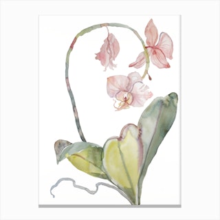 Orchid 8 Canvas Print
