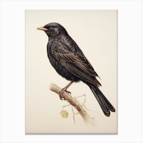 Vintage Bird Drawing Blackbird 2 Canvas Print