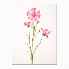 Pressed Wildflower Botanical Art Fire Pink Silene Virginica Flower 2 Canvas Print