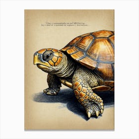 Turtle Canvas Print