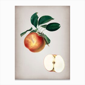 Vintage Apple Botanical on Parchment Canvas Print