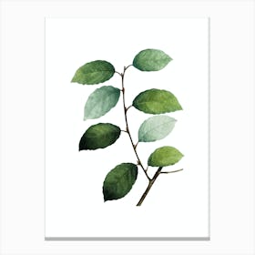 Vintage Eared Willow Botanical Illustration on Pure White n.0550 Canvas Print