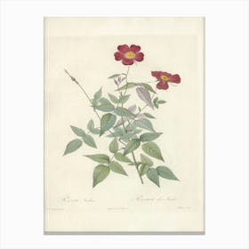 Rose Illustration, Pierre Joseph Redoute (85) Canvas Print