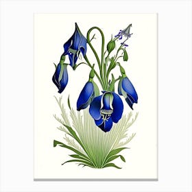 Harebell Wildflower Vintage Botanical Canvas Print