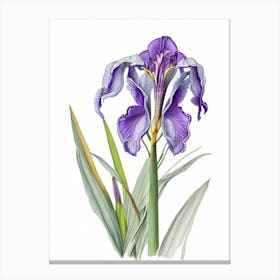 Iris Floral Quentin Blake Inspired Illustration 2 Flower Canvas Print