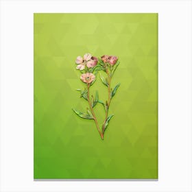 Vintage Pale Amaryllis Botanical Art on Love Bird Green n.1096 Canvas Print