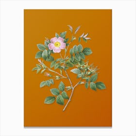 Vintage Malmedy Rose Botanical on Sunset Orange n.0967 Canvas Print