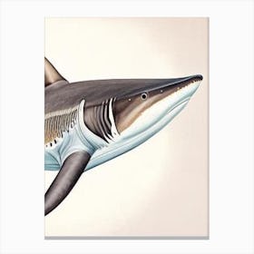 Broadnose Sevengill Shark 2 Vintage Canvas Print