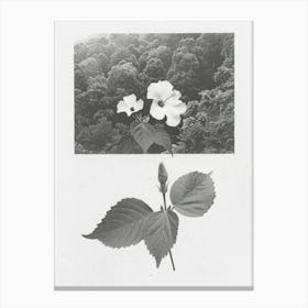 Hibiscus Flower Photo Collage 4 Canvas Print