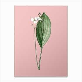 Vintage Bulltongue Arrowhead Botanical on Soft Pink n.0592 Canvas Print