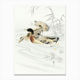 Three Ducks In Shallow Water With Reeds (1900 1930), Ohara Koson Canvas Print