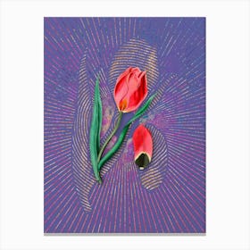 Vintage Sun's Eye Tulip Botanical Illustration on Veri Peri n.0716 Canvas Print