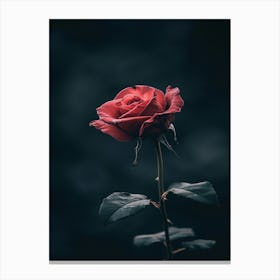 Dark Rose 13 Canvas Print