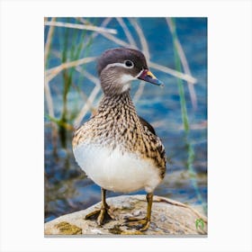 Wood Duck 20230108954pub Canvas Print