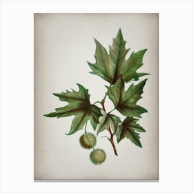Vintage Old World Sycamore Botanical on Parchment n.0695 Canvas Print