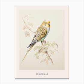 Vintage Bird Drawing Budgerigar 3 Poster Canvas Print