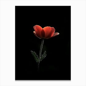 Single Poppy Flower 2 Canvas Print