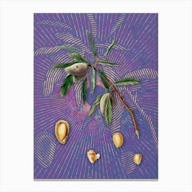 Vintage Almond Botanical Illustration on Veri Peri n.0328 Canvas Print