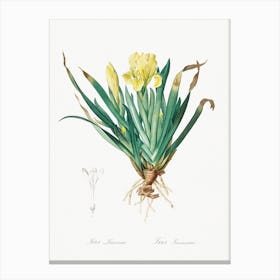Crimean Iris Illustration From Les Liliacées, Pierre Joseph Redouté Canvas Print