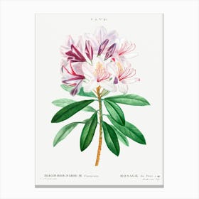 Rhododendron Ponticum, Pierre Joseph Redoute Canvas Print