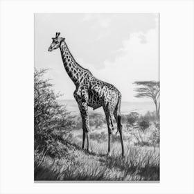 Giraffe In The Grass Pencil Drawing 4 Canvas Print