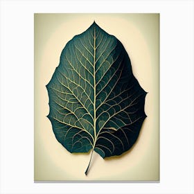 Quaking Aspen Leaf Vintage Botanical 1 Canvas Print