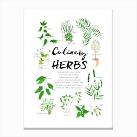 Culinary Herbs Canvas Print