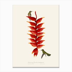 Hummingbird & Lobster plant Canvas Print