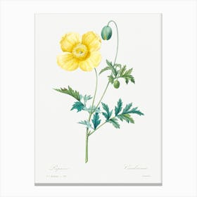 Welsh Poppy, Pierre Joseph Redoute Canvas Print