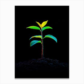 Small Green Plant On Black Background 14 Canvas Print