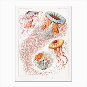 Discomedusae–Scheibenquallen, Ernst Haeckel Canvas Print