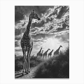 Herd Of Giraffes In The Sun Pencil Drawing 3 Canvas Print