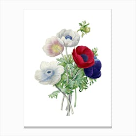 Vintage Anemone Simplex Botanical Illustration on Pure White n.0173 Canvas Print