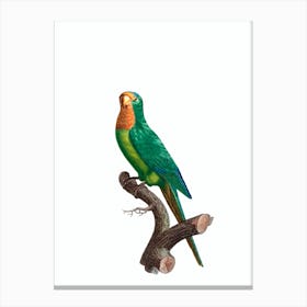 Vintage Brown Throated Parakeet Bird Illustration on Pure White n.0039 Canvas Print