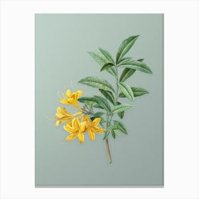 Vintage Yellow Azalea Botanical Art on Mint Green n.0397 Canvas Print