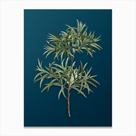 Vintage Bitter Willow Botanical Art on Teal Blue n.0415 Canvas Print