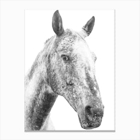 Black And White Horse Portrait 1 Canvas Print