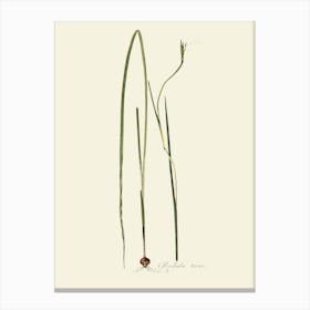 Eucalyptus 9 Canvas Print