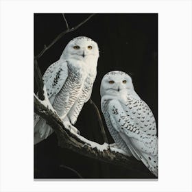 Snowy Owls Canvas Print