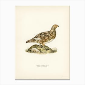 Willow Ptarmigan Female, The Von Wright Brothers Canvas Print
