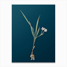 Vintage Gladiolus Inclinatus Botanical Art on Teal Blue n.0703 Canvas Print