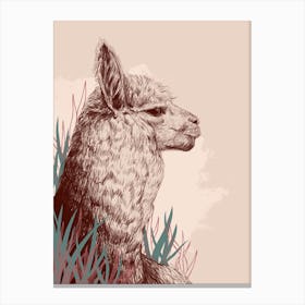 Alpaca Canvas Print