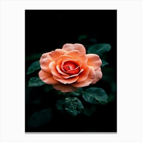 Orange Rose 12 Canvas Print