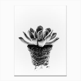 Succulent Plant Canvas Print