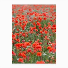 Field of Poppies 1 Canvas Print